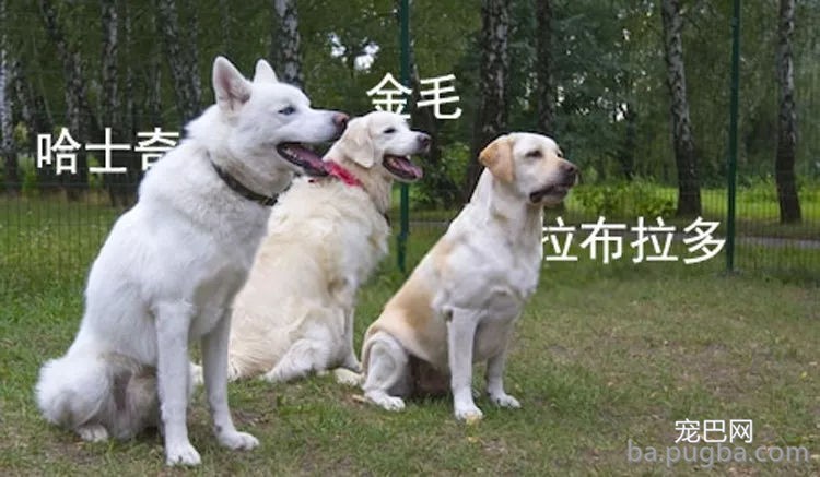 持续28年蝉联北美最受欢送狗狗，果然又是它…-5.jpg