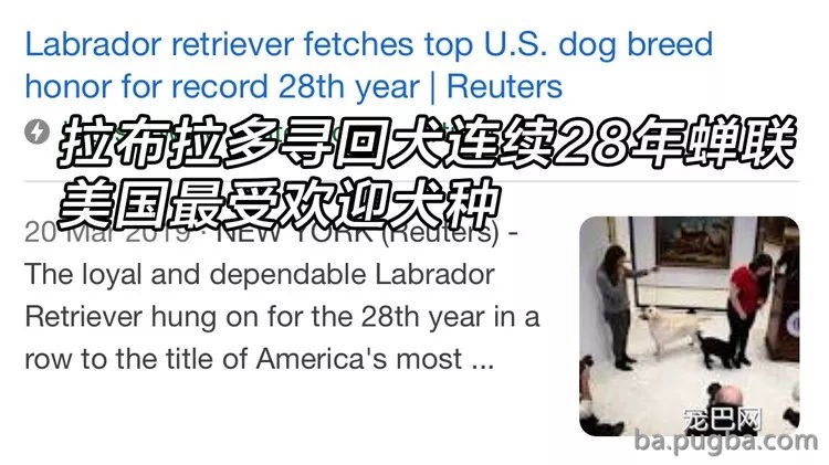 持续28年蝉联北美最受欢送狗狗，果然又是它…-2.jpg