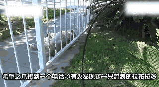 持续28年蝉联北美最受欢送狗狗，果然又是它…-10.gif