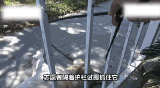 持续28年蝉联北美最受欢送狗狗，果然又是它…-12.gif