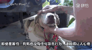 持续28年蝉联北美最受欢送狗狗，果然又是它…-15.gif