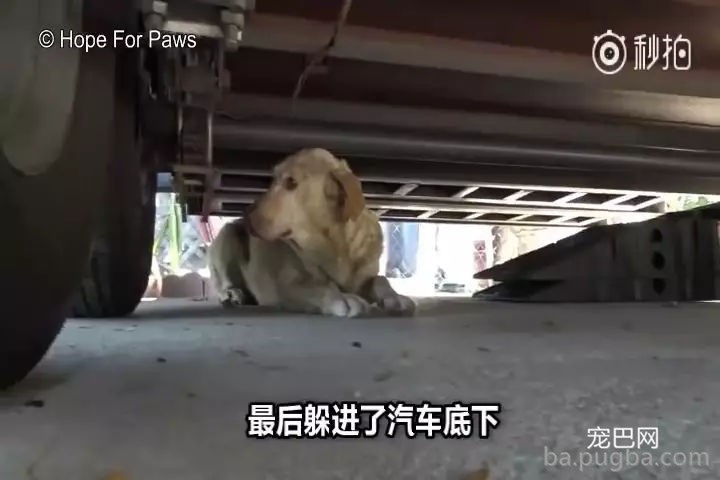 持续28年蝉联北美最受欢送狗狗，果然又是它…-13.jpg