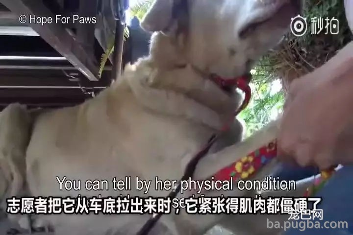 持续28年蝉联北美最受欢送狗狗，果然又是它…-14.jpg