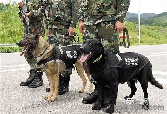 持续28年蝉联北美最受欢送狗狗，果然又是它…-18.jpg