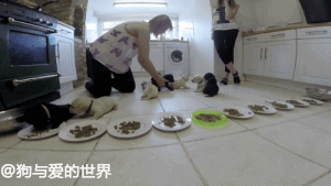 持续28年蝉联北美最受欢送狗狗，果然又是它…-29.gif