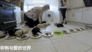 持续28年蝉联北美最受欢送狗狗，果然又是它…-30.gif