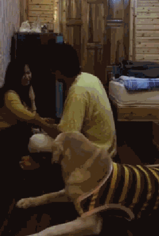 持续28年蝉联北美最受欢送狗狗，果然又是它…-35.gif