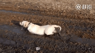 持续28年蝉联北美最受欢送狗狗，果然又是它…-41.gif