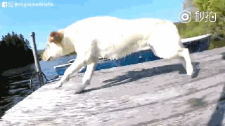 持续28年蝉联北美最受欢送狗狗，果然又是它…-40.gif