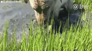 持续28年蝉联北美最受欢送狗狗，果然又是它…-43.gif