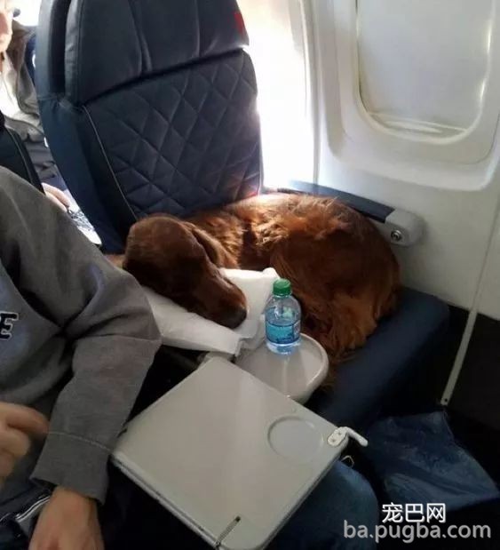 坐飞机回家时，后座突然探出一个狗头！-10.jpeg