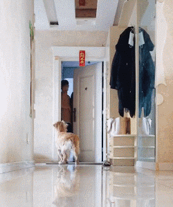 出门前要不要和狗狗说再见？它真的能听懂吗？-2.gif