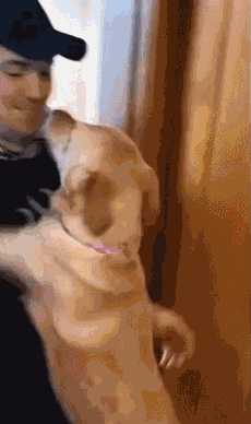 出门前要不要和狗狗说再见？它真的能听懂吗？-7.gif