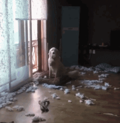 出门前要不要和狗狗说再见？它真的能听懂吗？-6.gif