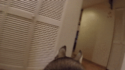 出门前要不要和狗狗说再见？它真的能听懂吗？-5.gif