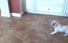 出门前要不要和狗狗说再见？它真的能听懂吗？-9.gif