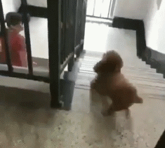 出门前要不要和狗狗说再见？它真的能听懂吗？-11.gif