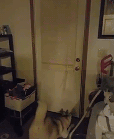 出门前要不要和狗狗说再见？它真的能听懂吗？-12.gif
