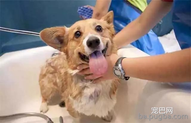 关于养狗的6个错误观看念，这些必需知道-1.jpeg