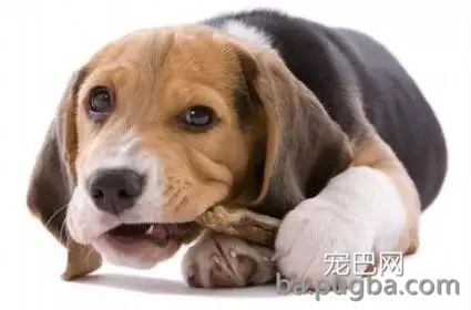 关于养狗的6个错误观看念，这些必需知道-2.jpeg