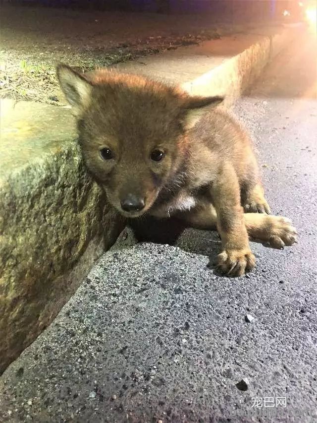 最古老的14个犬种，中国占了6个！-1.jpeg