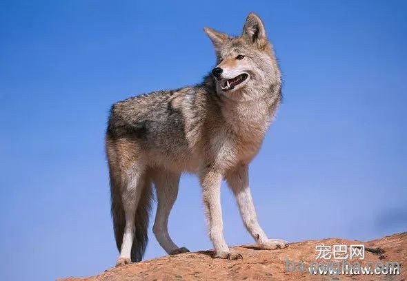 最古老的14个犬种，中国占了6个！-2.jpeg