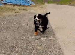 最古老的14个犬种，中国占了6个！-5.gif