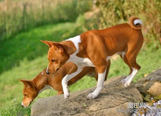 最古老的14个犬种，中国占了6个！-12.jpeg