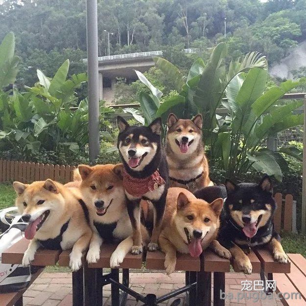 最古老的14个犬种，中国占了6个！-11.jpeg
