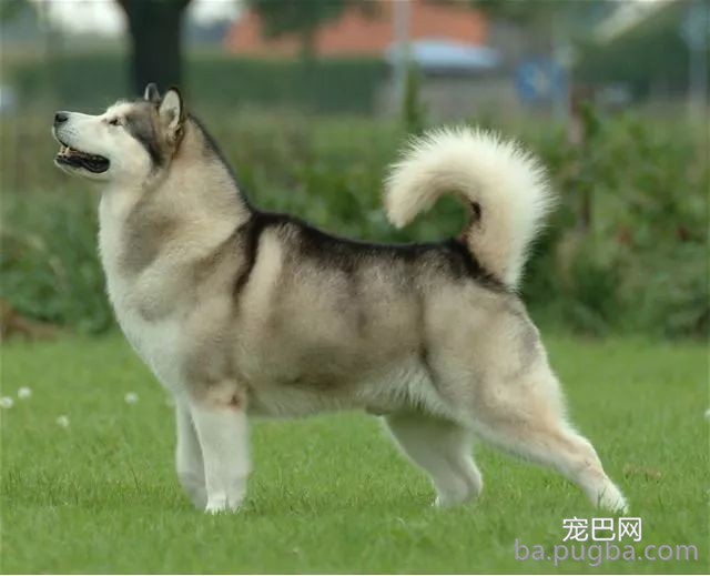 最古老的14个犬种，中国占了6个！-9.jpeg