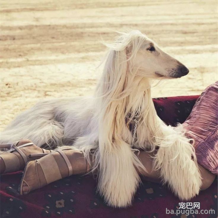 最古老的14个犬种，中国占了6个！-15.jpeg