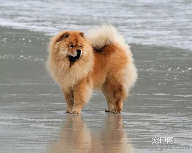 最古老的14个犬种，中国占了6个！-8.jpeg