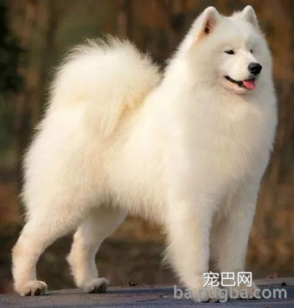 最古老的14个犬种，中国占了6个！-19.jpeg