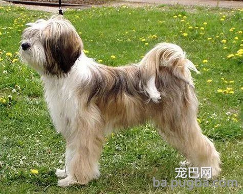 最古老的14个犬种，中国占了6个！-17.jpeg