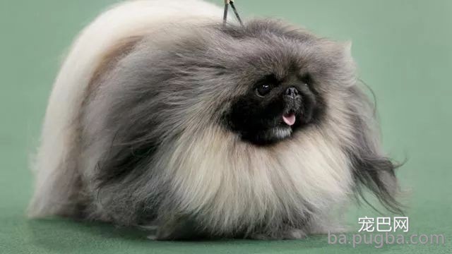 最古老的14个犬种，中国占了6个！-20.jpeg