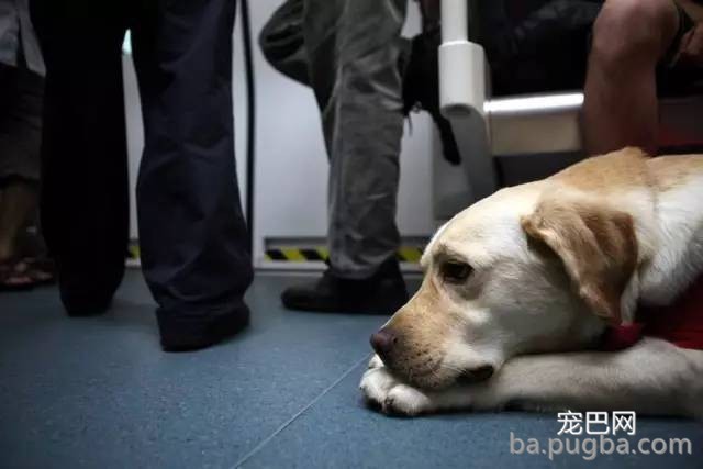 我不吃狗肉，我怕吃到给人家守了大半辈子门的狗……-7.jpeg