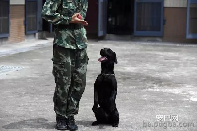 我不吃狗肉，我怕吃到给人家守了大半辈子门的狗……-5.jpeg