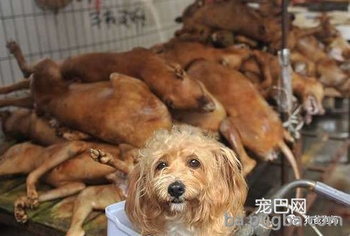 我不吃狗肉，我怕吃到给人家守了大半辈子门的狗……-8.jpeg