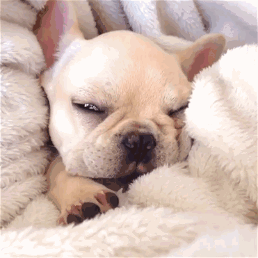 狗狗真的会做梦吗？做梦时又会有什么举动呢？-1.gif