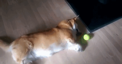 狗狗真的会做梦吗？做梦时又会有什么举动呢？-2.gif