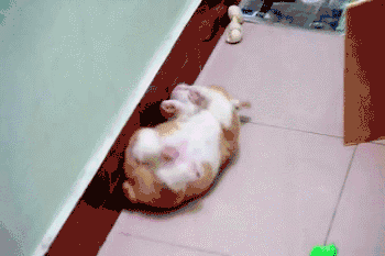 狗狗真的会做梦吗？做梦时又会有什么举动呢？-4.gif