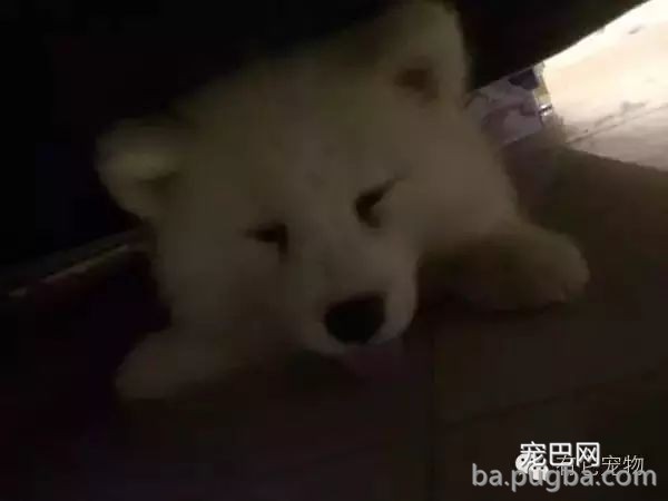 狗狗生病需要2W治病，你救还是不救？-2.jpeg