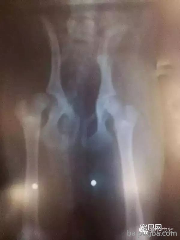 狗狗生病需要2W治病，你救还是不救？-3.jpeg