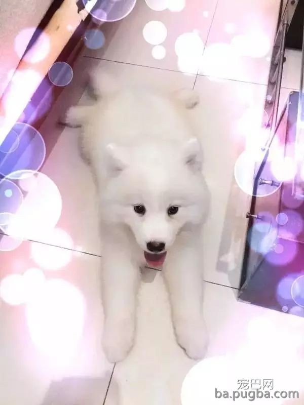 狗狗生病需要2W治病，你救还是不救？-4.jpeg
