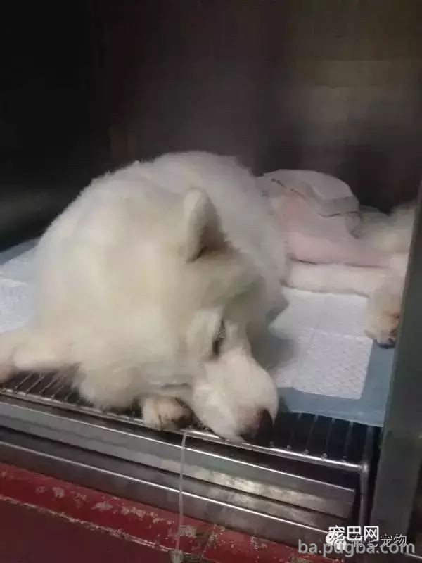 狗狗生病需要2W治病，你救还是不救？-6.jpeg