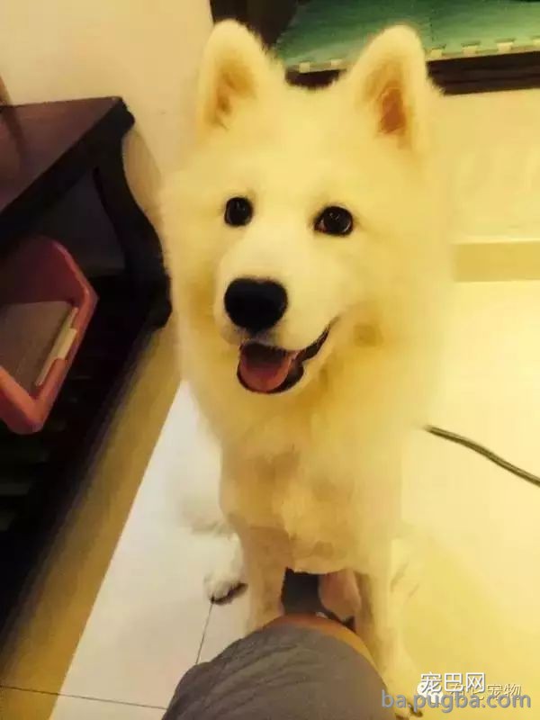 狗狗生病需要2W治病，你救还是不救？-7.jpeg