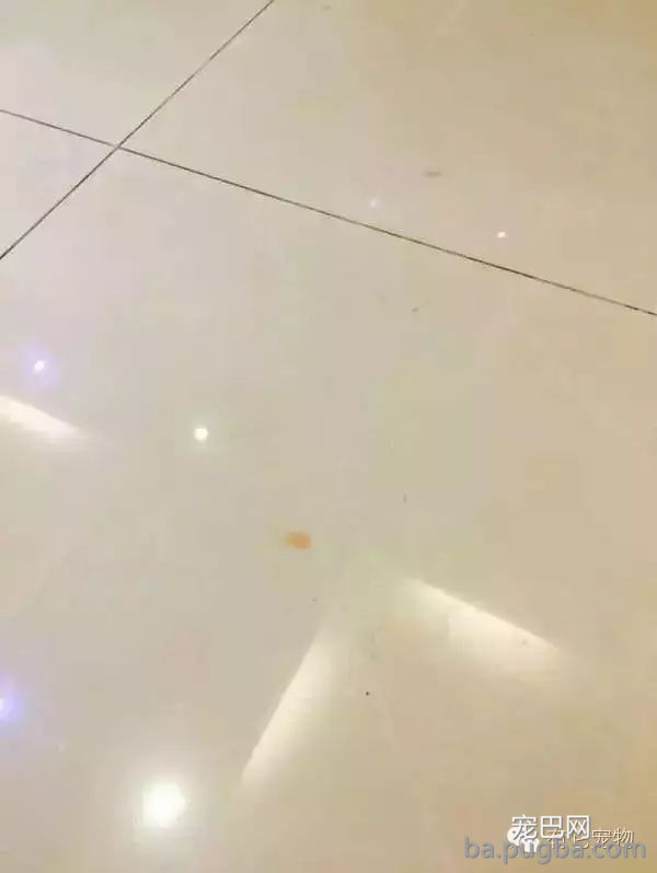狗狗生病需要2W治病，你救还是不救？-8.jpeg