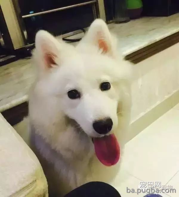 狗狗生病需要2W治病，你救还是不救？-9.jpeg