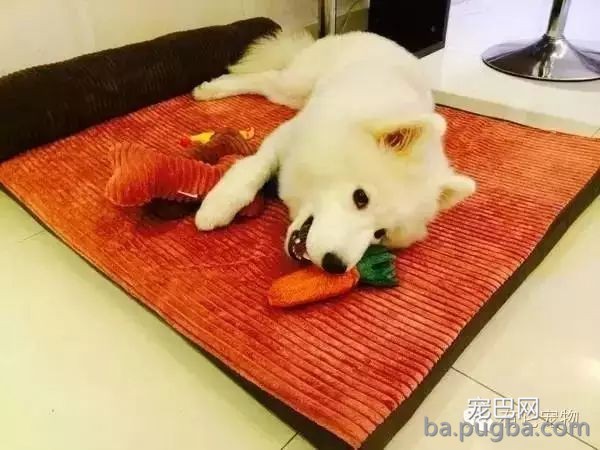 狗狗生病需要2W治病，你救还是不救？-11.jpeg