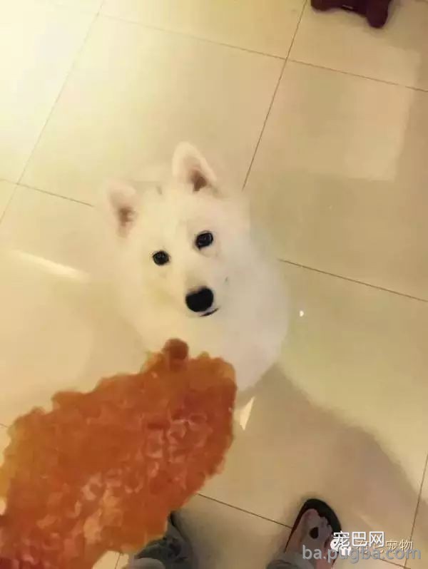 狗狗生病需要2W治病，你救还是不救？-10.jpeg